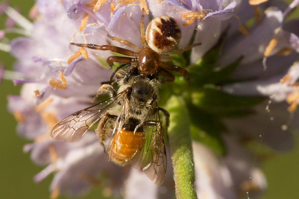 Andrena marginata Fabricius, 1776