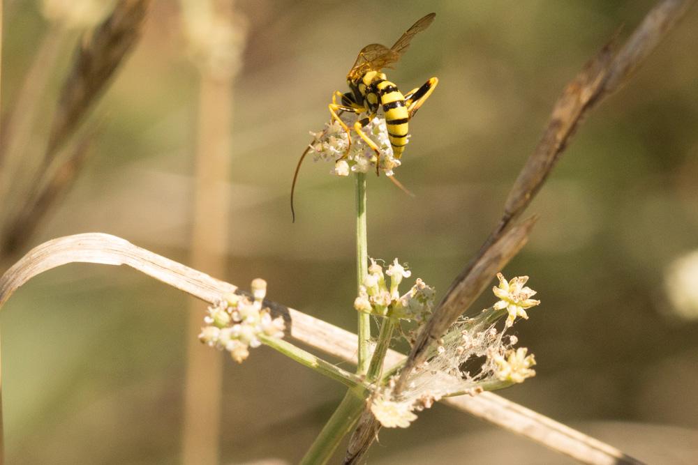 Le  sp. Banchus Fabricius, 1798 sp.