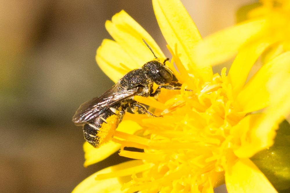 Heriades crenulata Nylander, 1856