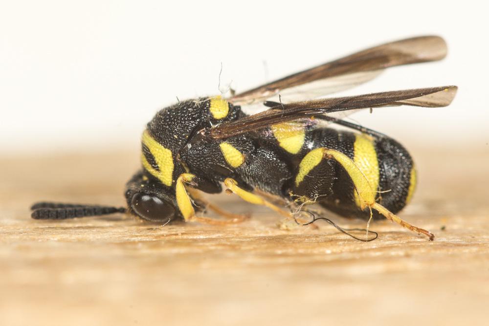 Le  Leucospis dorsigera Fabricius, 1775