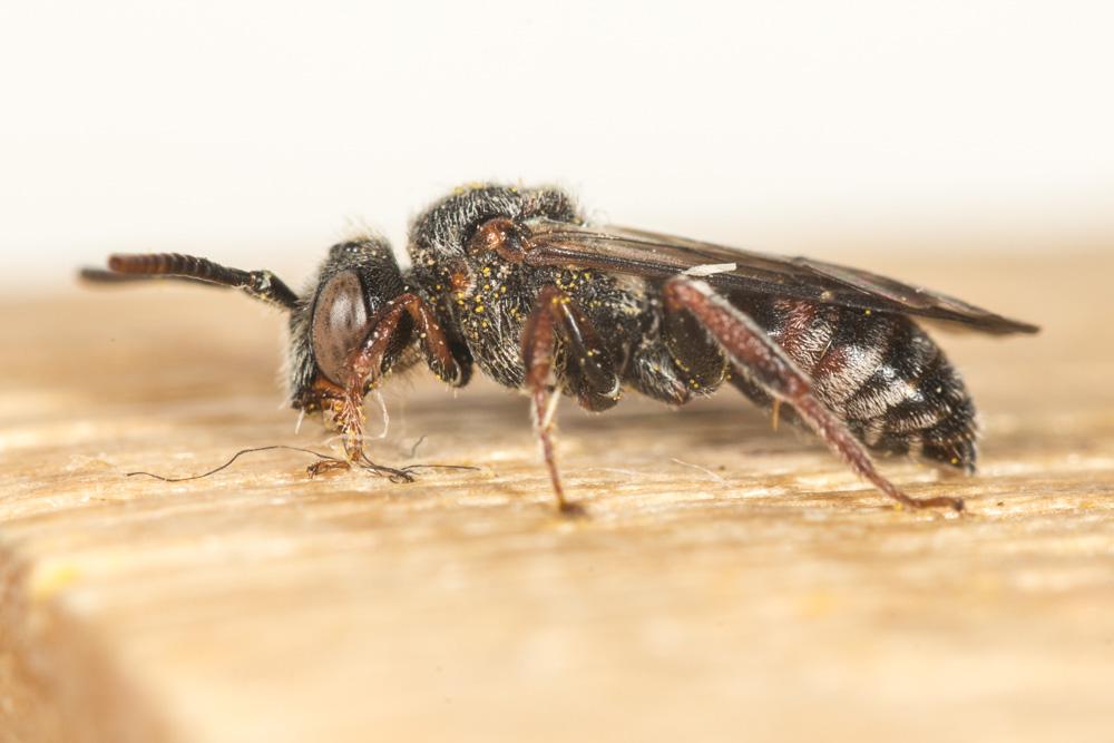 Nomada Scopoli, 1770