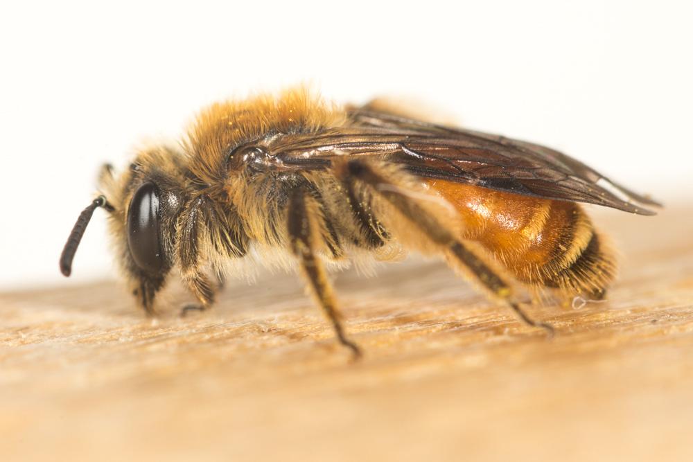 Andrena pellucens Pérez, 1895