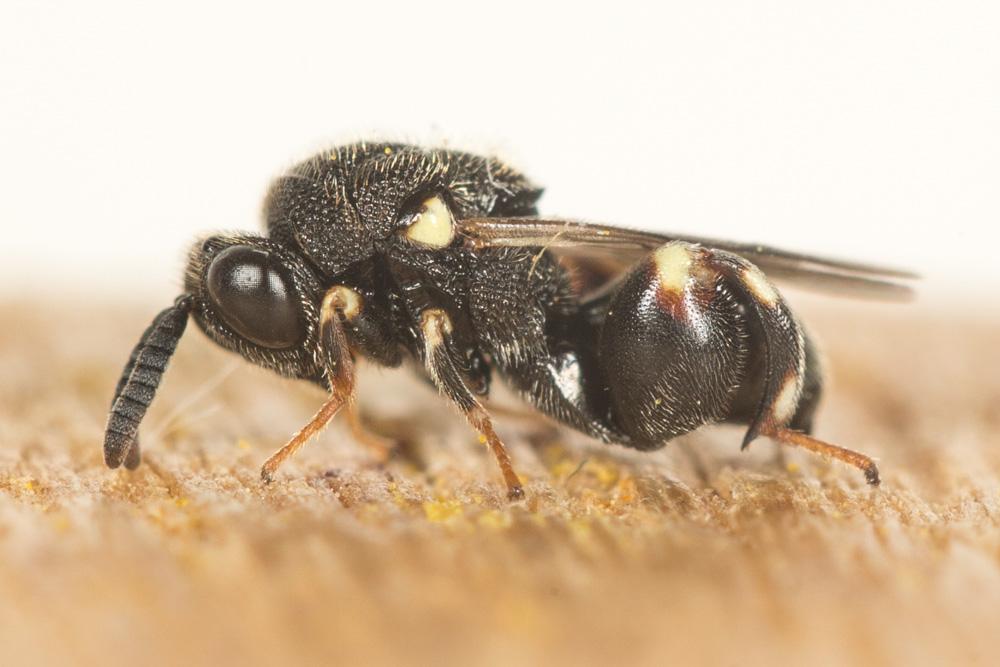 Le  sp. Brachymeria Westwood, 1829 sp.