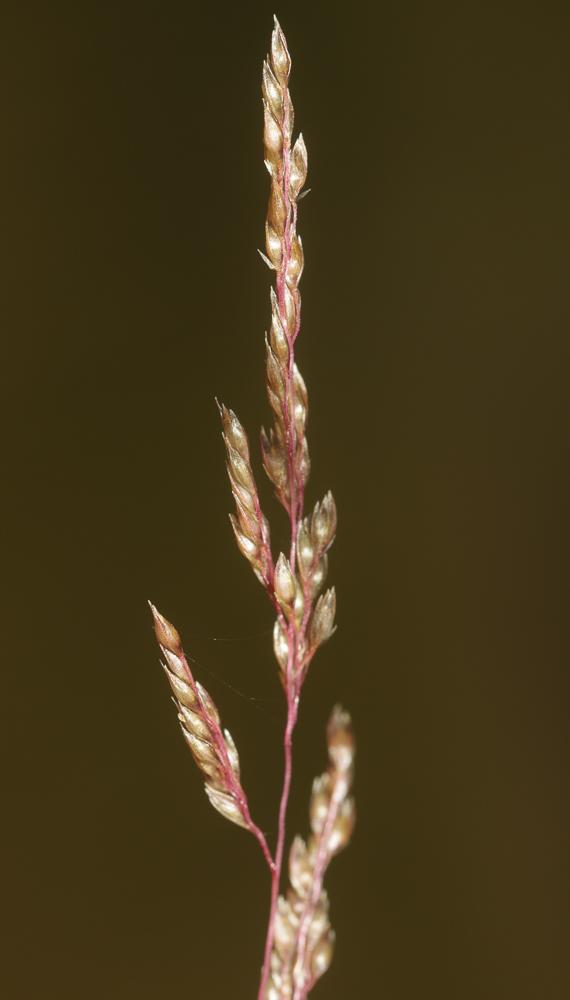 Le  Sporobolus cryptandrus A.Gray, 1848