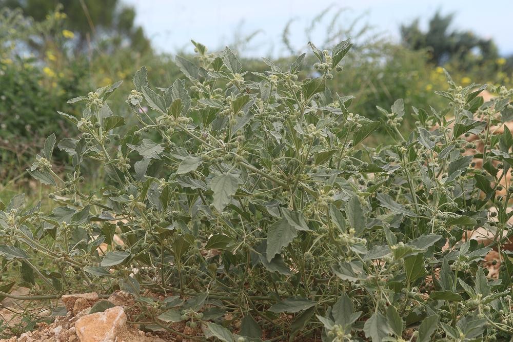 Tournesol des teinturiers Chrozophora tinctoria (L.) A.Juss., 1824