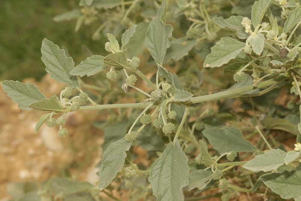 Tournesol des teinturiers Chrozophora tinctoria (L.) A.Juss., 1824