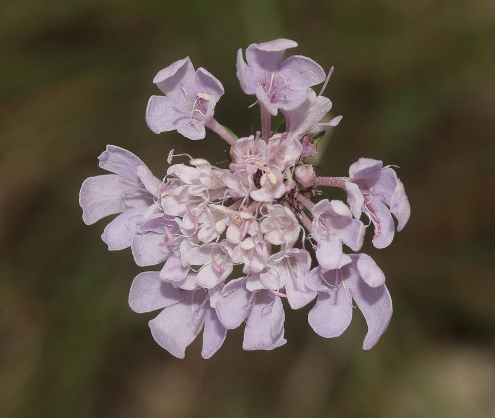 Scabieuse à trois étamines, Scabieuse de Gramont Scabiosa triandra L., 1753