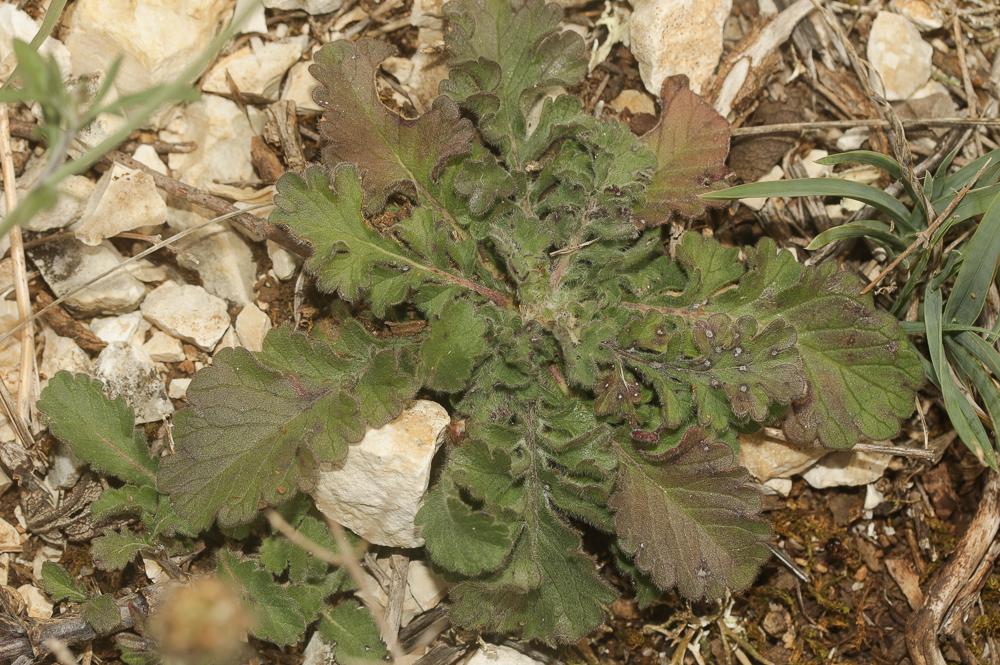 Scabieuse à trois étamines, Scabieuse de Gramont Scabiosa triandra L., 1753