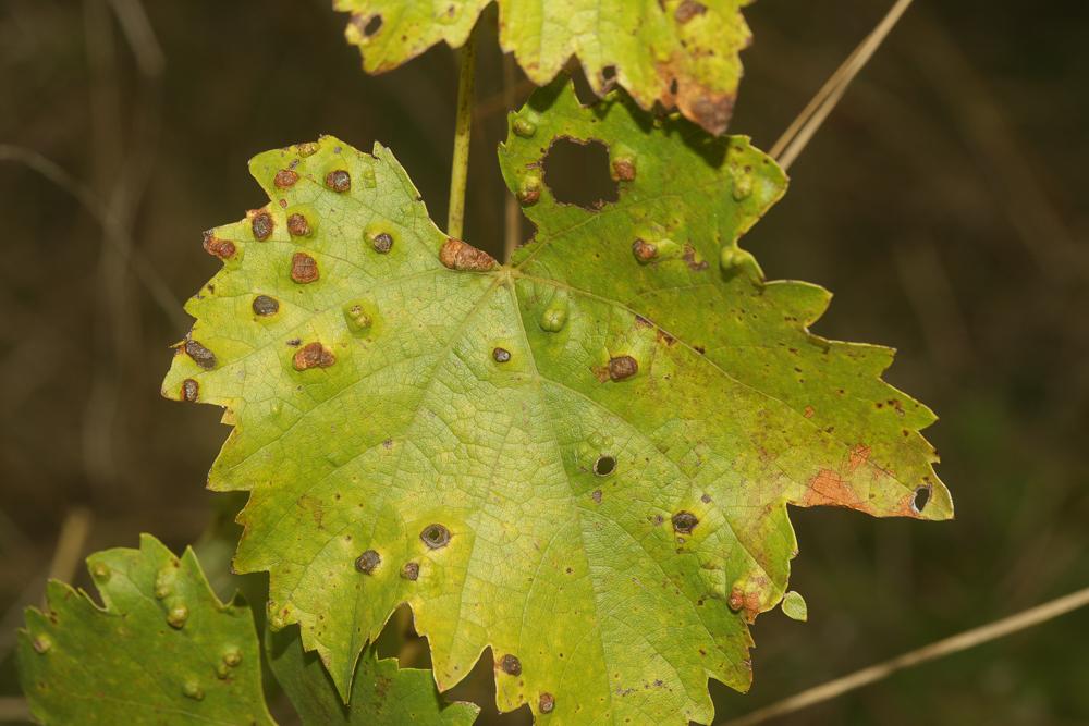  Colomerus vitis (Pagenstecher, 1857)