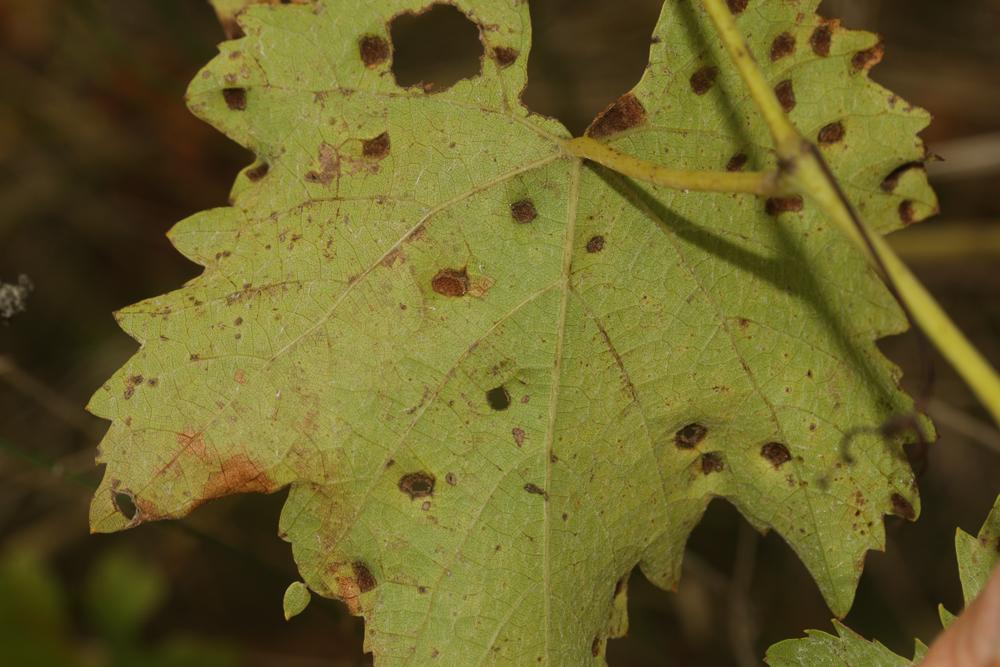 Le  Colomerus vitis (Pagenstecher, 1857)