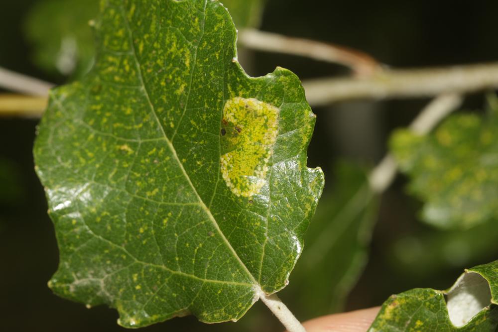 Phyllonorycter comparella (Duponchel, 1843)