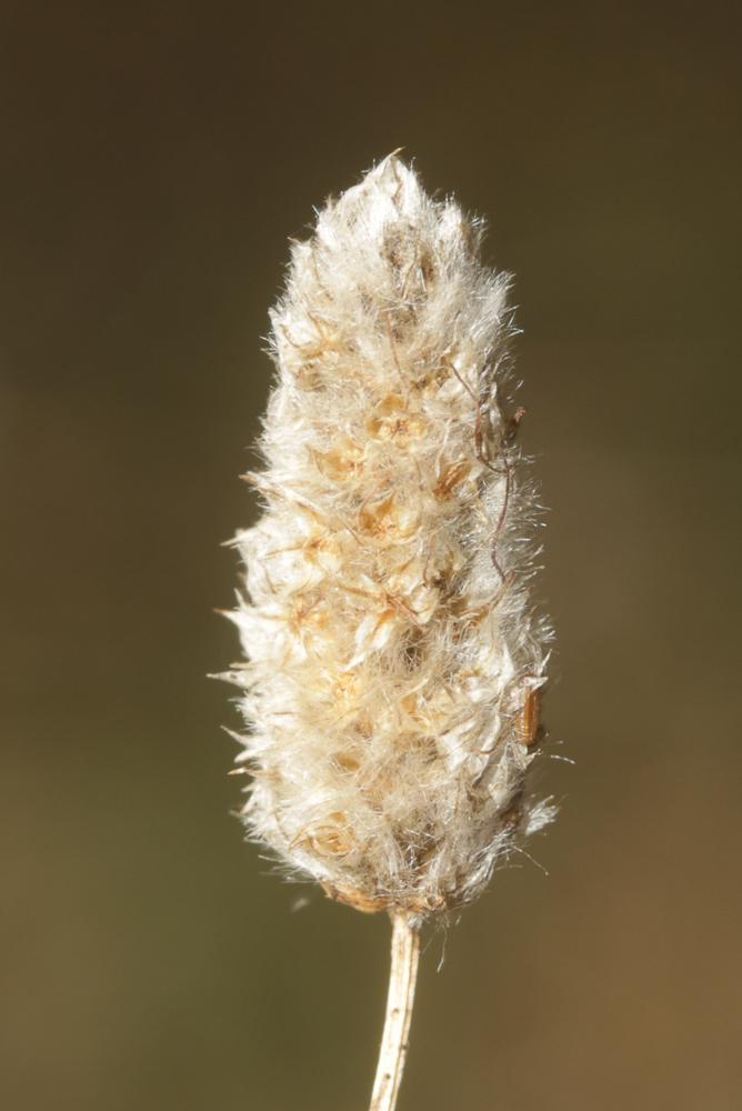 Le Plantain queue de lièvre, Plantain Pied-de-lièvre Plantago lagopus L., 1753