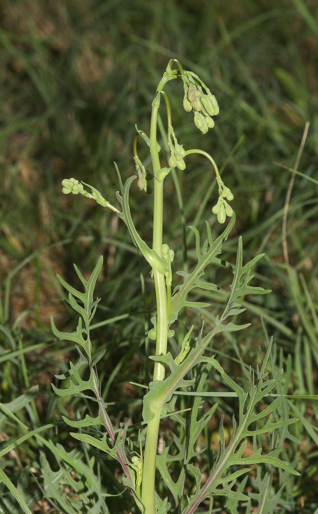 La Laitue vivace, Lâche Lactuca perennis L., 1753
