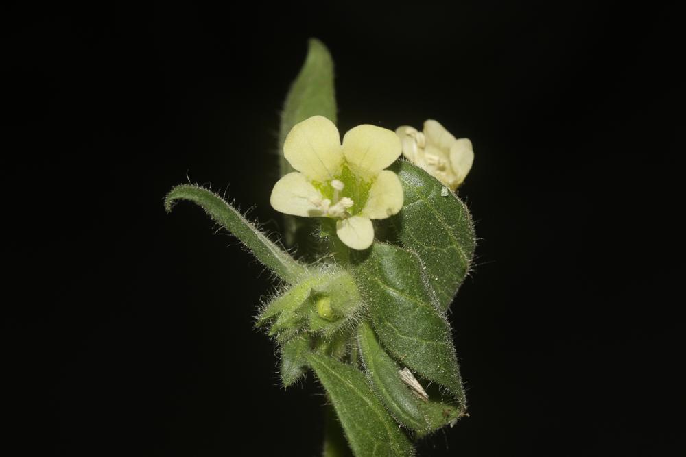 Jusquiame blanche Hyoscyamus albus L., 1753