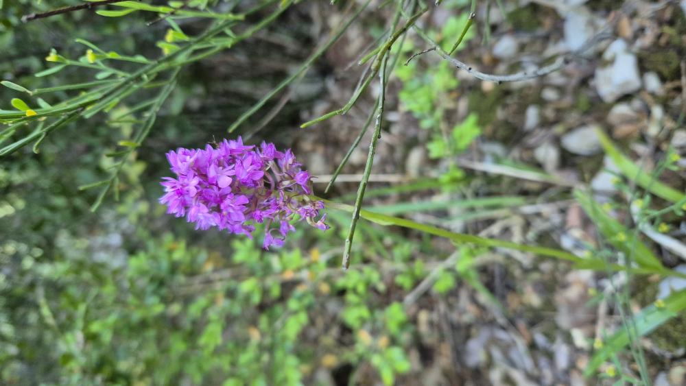 Orchis pyramidal, Anacamptis en pyramide Anacamptis pyramidalis (L.) Rich., 1817