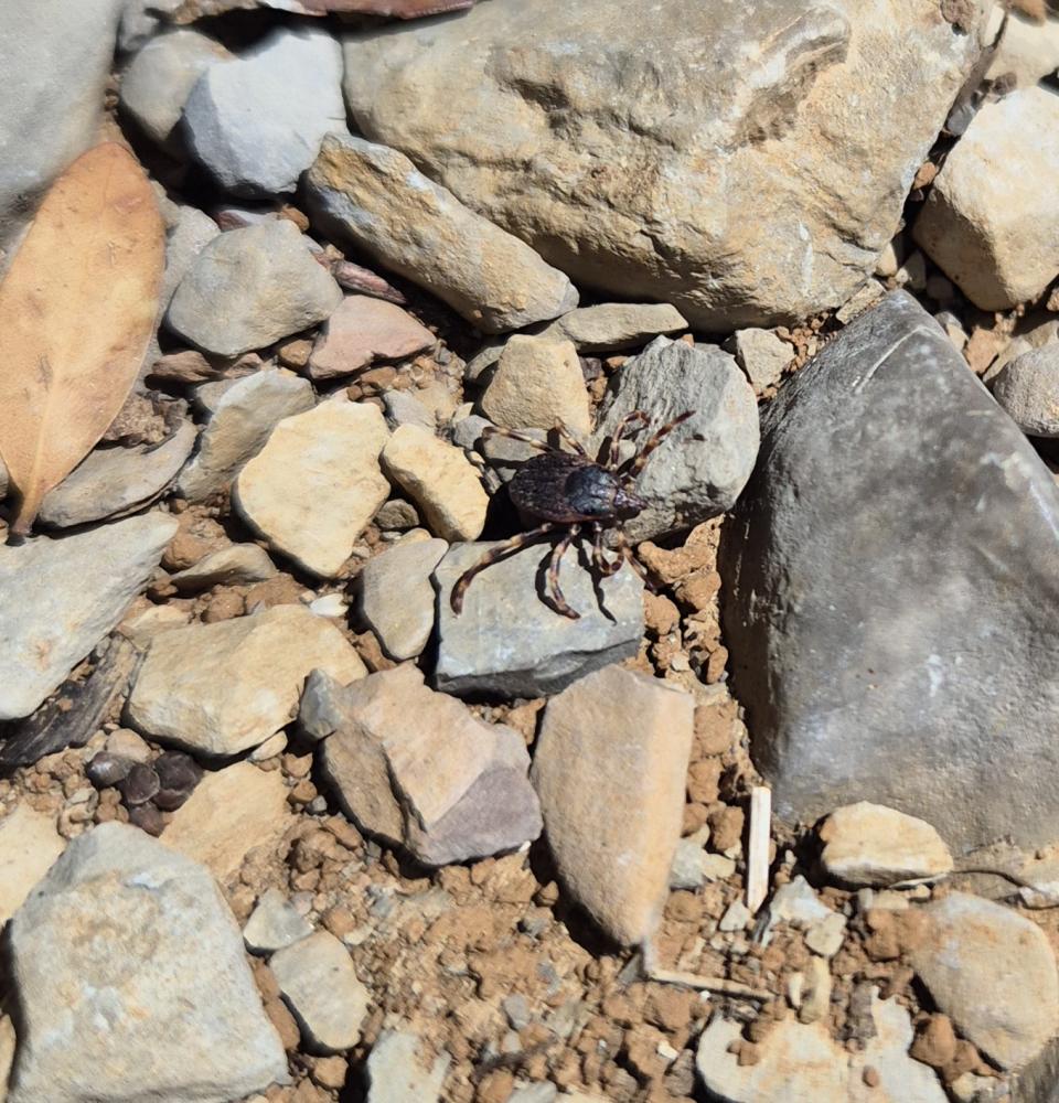 Hyalomma marginatum Koch, 1844