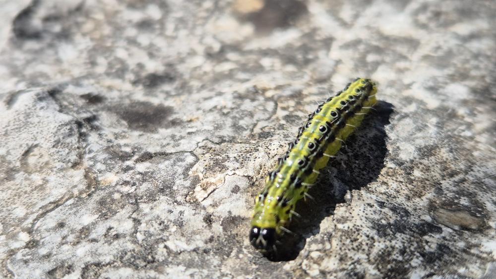 Pyrale du buis Cydalima perspectalis (Walker, 1859)