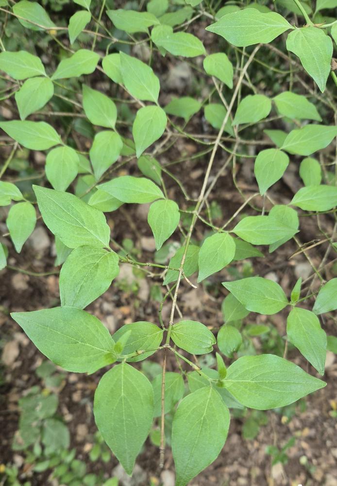 Cornouiller mâle, Cornouiller sauvage Cornus mas L., 1753