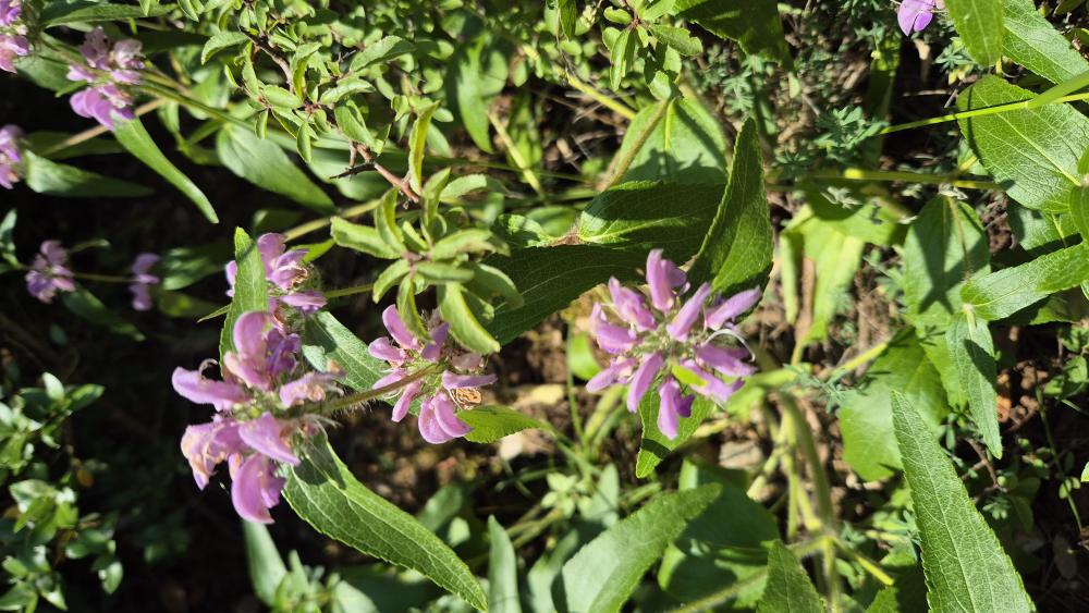 Herbe au vent Phlomis herba-venti subsp. herba-venti L., 1753
