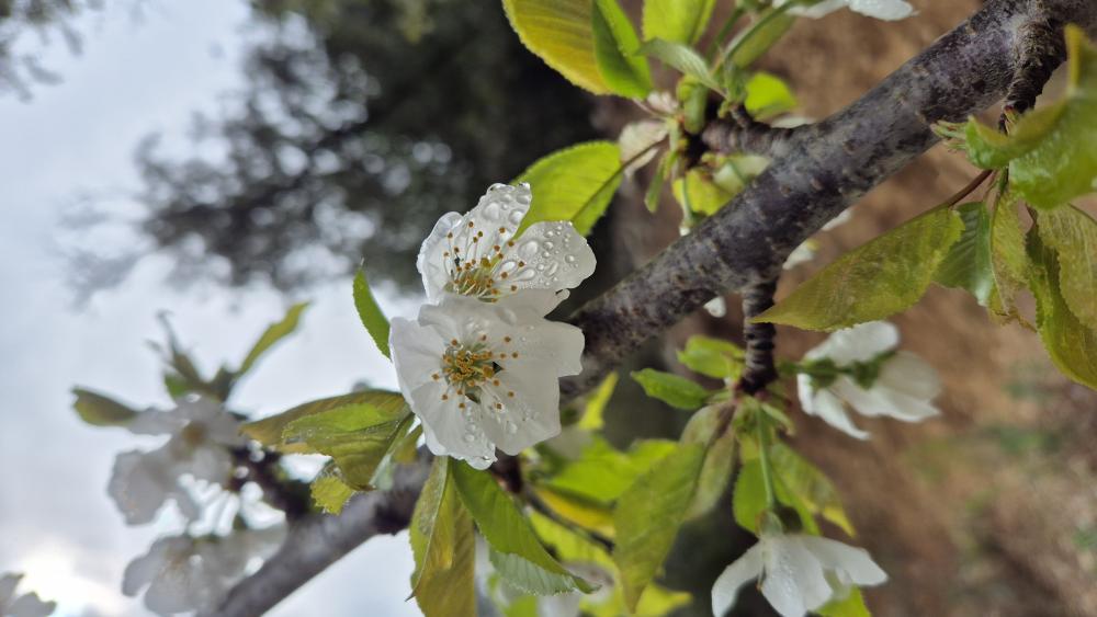 Merisier Prunus avium var. avium (L.) L., 1755