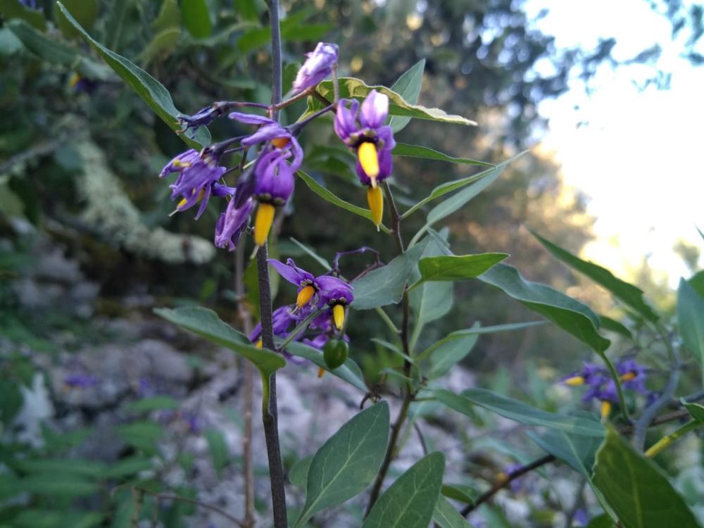  Solanaceae Juss., 1789
