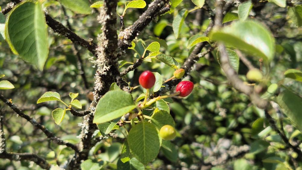 Bois de Sainte-Lucie, Prunier de Sainte-Lucie, Ama Prunus mahaleb L., 1753