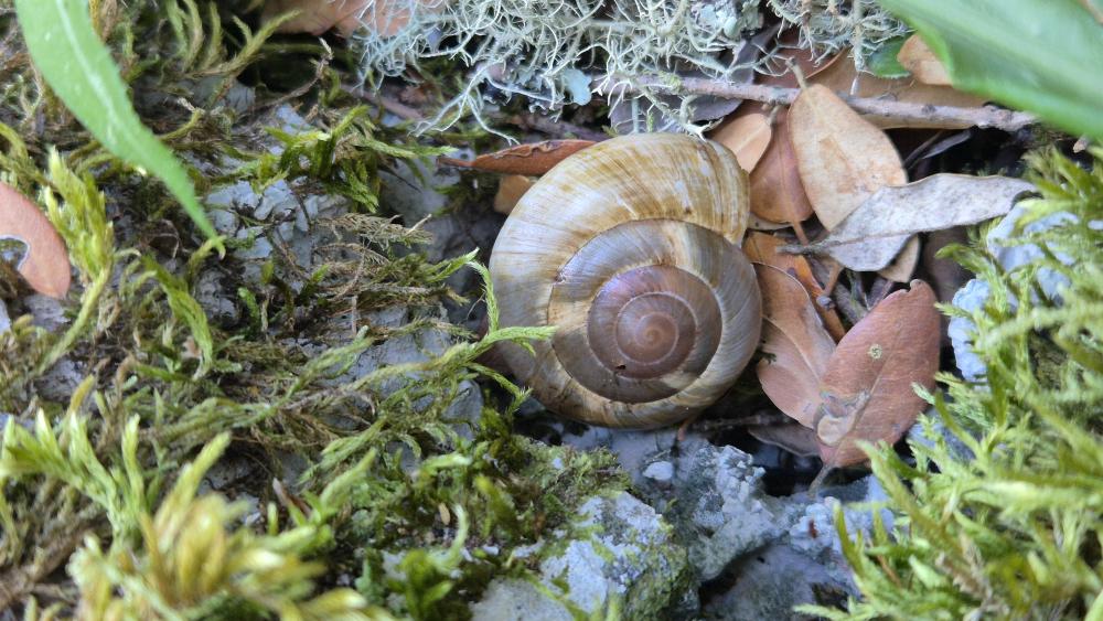 Escargot peson Zonites algirus (Linnaeus, 1758)
