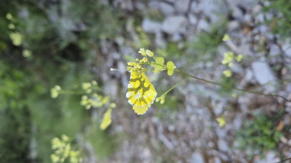 Aurore de Provence (L') Anthocharis euphenoides Staudinger, 1869
