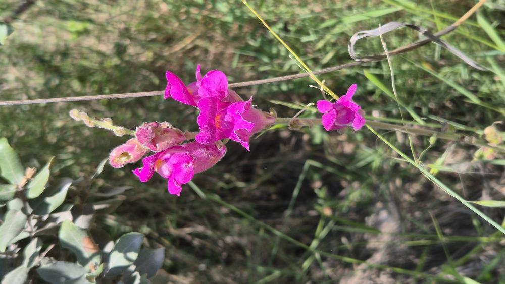 Muflier à grandes fleurs, Gueule-de-lion Antirrhinum majus L., 1753