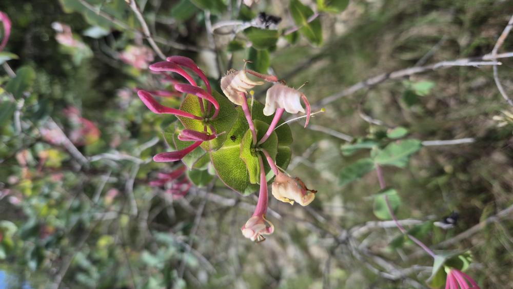 Chèvrefeuille des jardins Lonicera caprifolium L., 1753