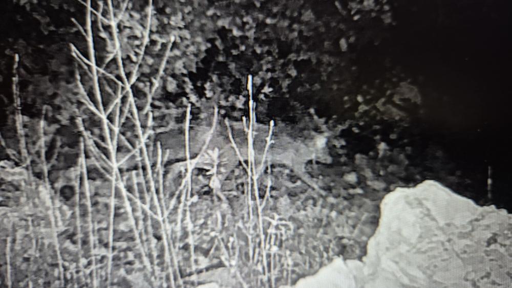 Renard roux Vulpes vulpes (Linnaeus, 1758)