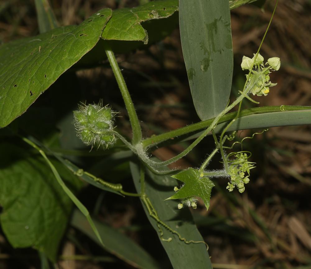 Sicyos anguleux, Concombre anguleux Sicyos angulata L., 1753