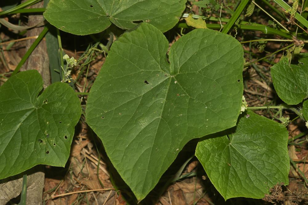 Sicyos anguleux, Concombre anguleux Sicyos angulata L., 1753