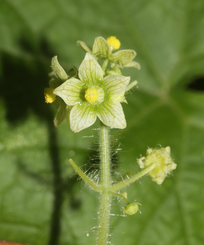 Sicyos anguleux, Concombre anguleux Sicyos angulata L., 1753