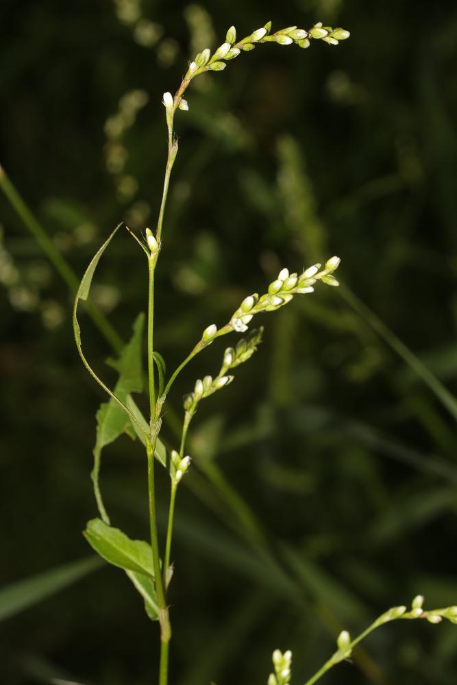 Renouée douce Persicaria mitis (Schrank) Assenov, 1966