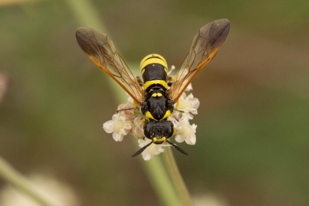 Tenthredo Linnaeus, 1758