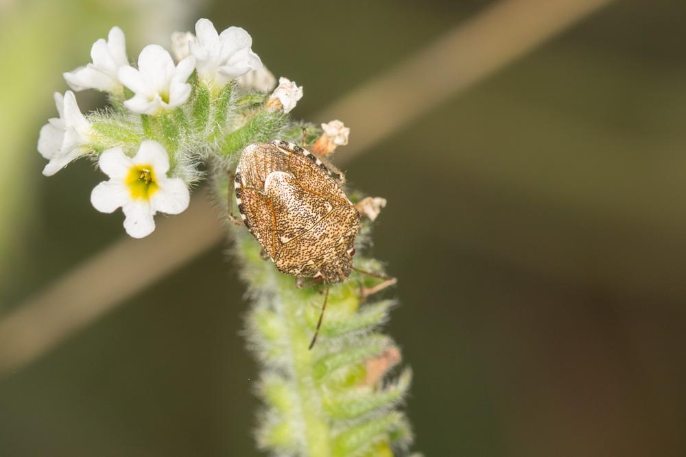 Staria lunata (Hahn, 1835)