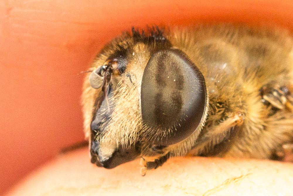 Eristale gluante, Mouche pourceau Eristalis tenax (Linnaeus, 1758)