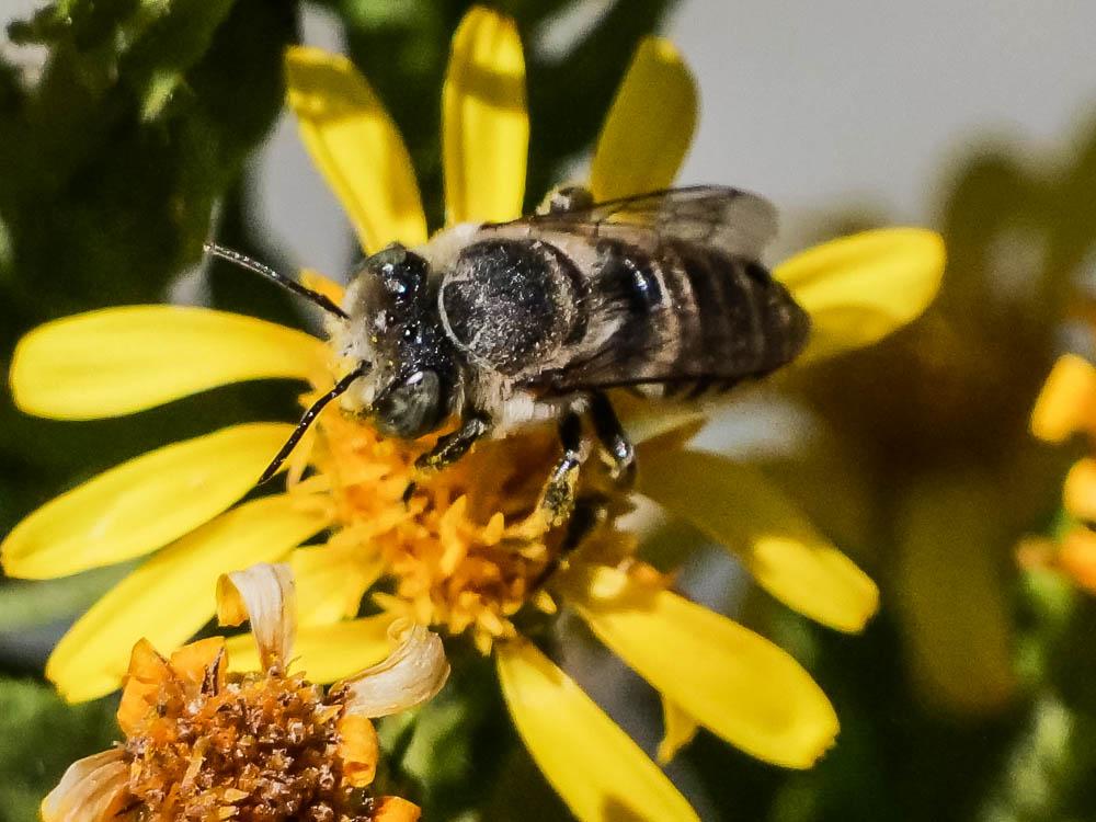 Megachile pilidens Alfken, 1924