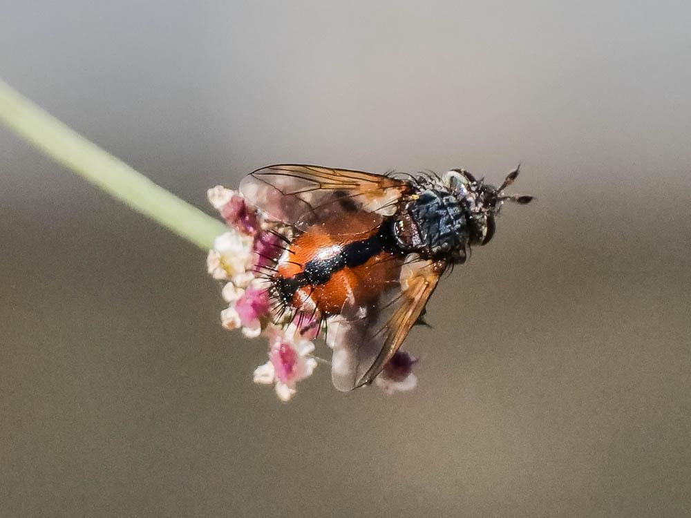  Tachina fera (Linnaeus, 1760)