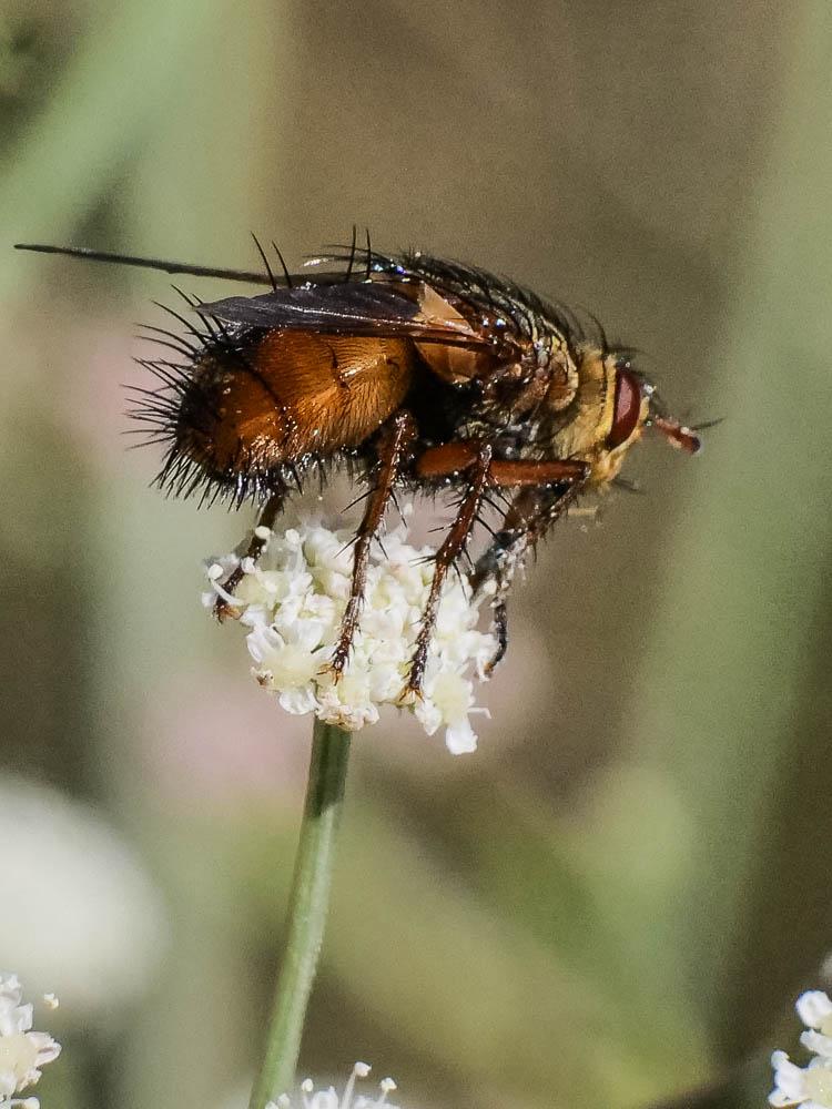  Tachina fera (Linnaeus, 1760)