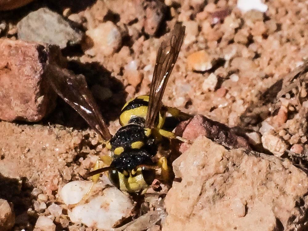  Cerceris sabulosa (Panzer, 1799)