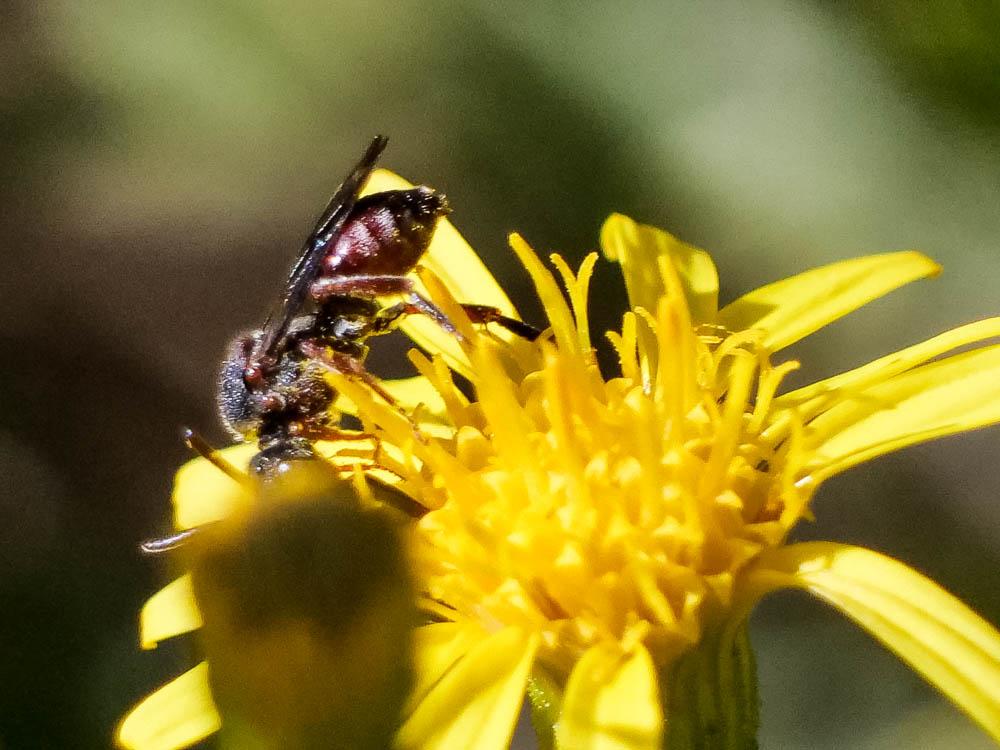 Nomada Scopoli, 1770