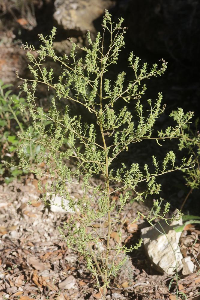 Euphraise visqueuse, Odontitès visqueux Odontites viscosus (L.) Clairv., 1811