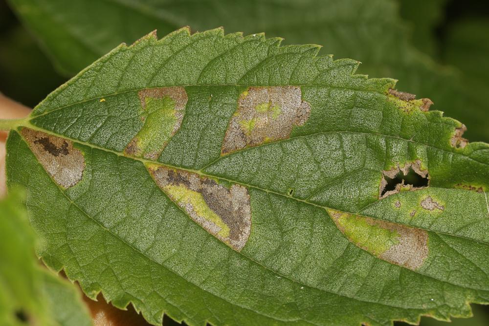  Phyllonorycter millierella (Staudinger, 1871)
