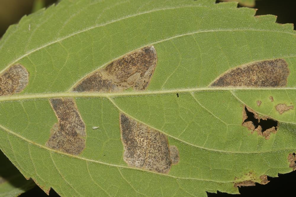  Phyllonorycter millierella (Staudinger, 1871)