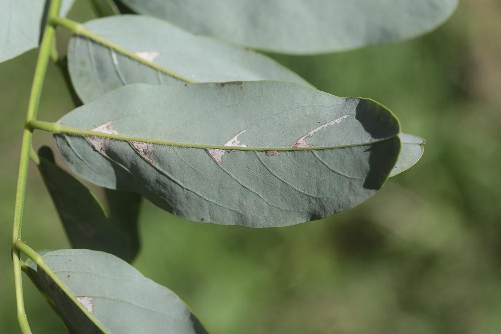 Parectopa robiniella Clemens, 1863