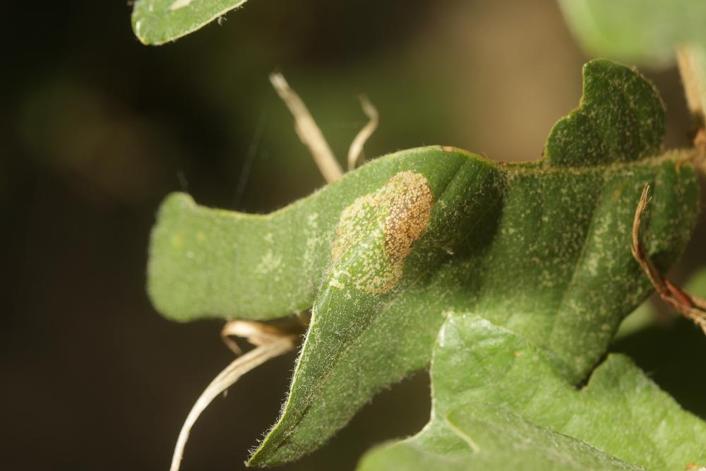 Le  Phyllonorycter roboris (Zeller, 1839)