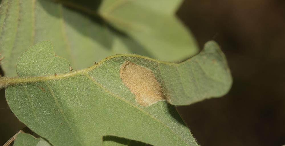 Le  Phyllonorycter roboris (Zeller, 1839)