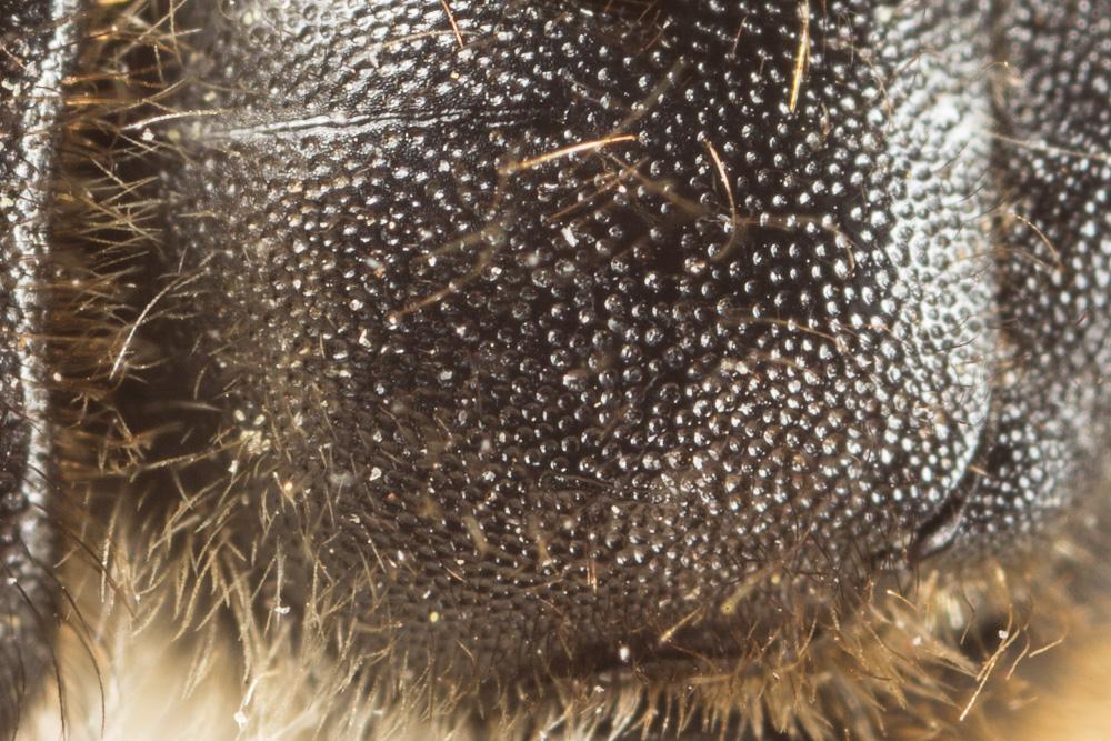 Megachile pyrenaea Pérez, 1890